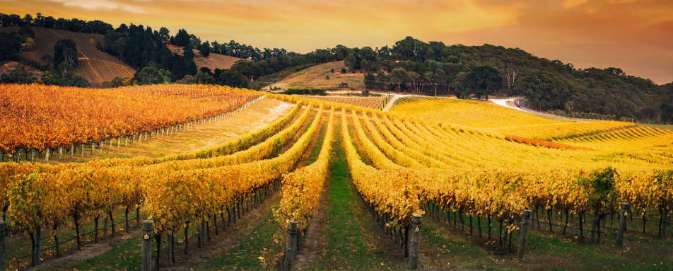 Top 10 New World Vineyards