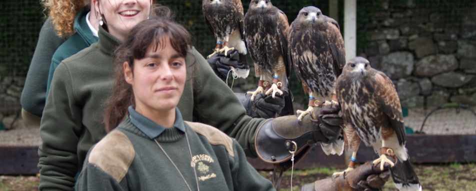 Falconry - Ashford Castle 