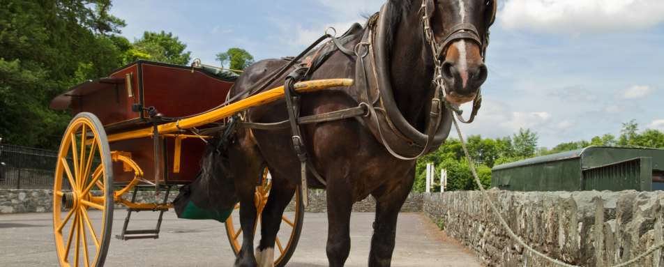Horse and Carriage 