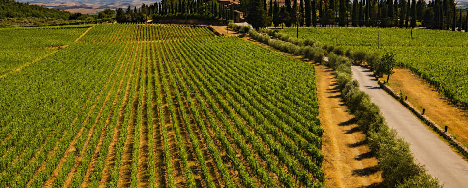 Panoramic Vineyards 