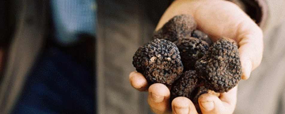 Truffle hunting at Borgo Pignano