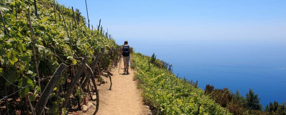 Cinque Terre terraced vineyards 
