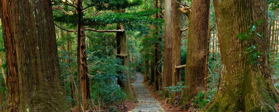 Kumano Kodo 