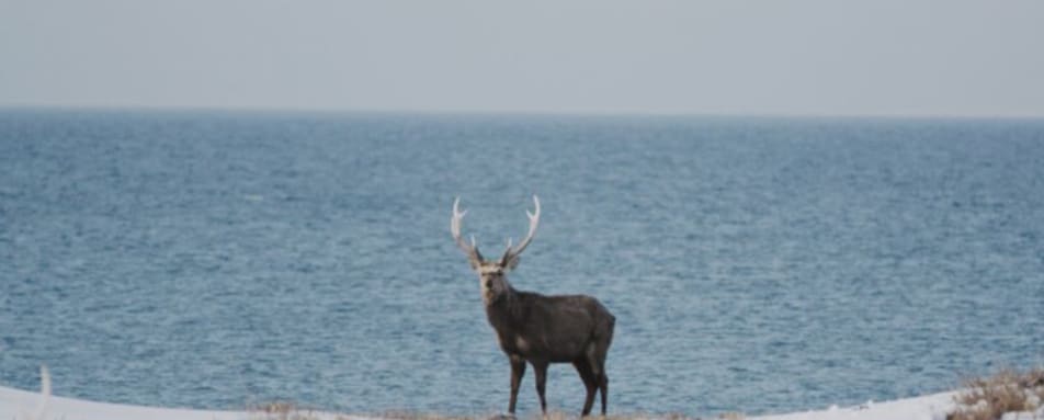 Deer near Niseko 