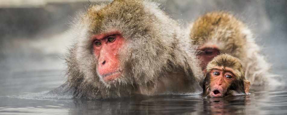 Japanese Macaque 