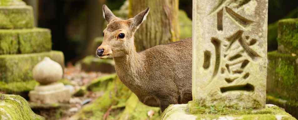 See hundreds of deer in Nara 