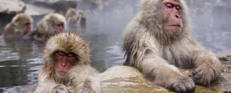 See the very cute snow monkeys 