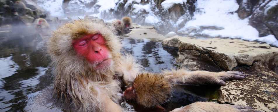 Japanese macaque 