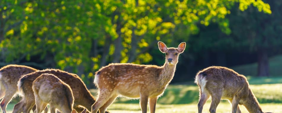 Nara Park 