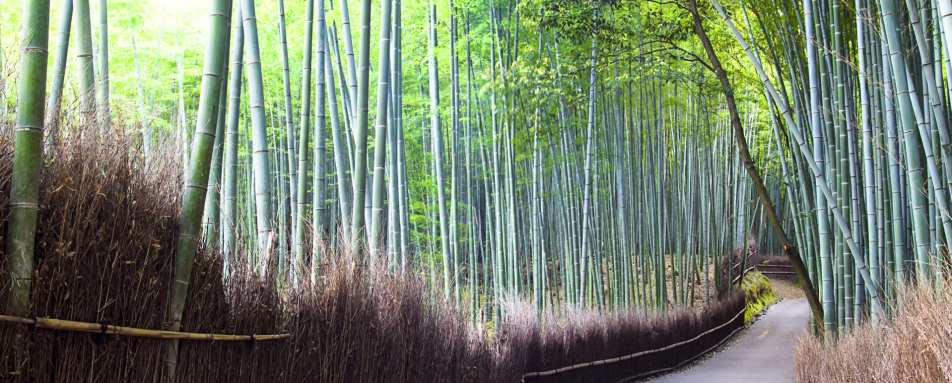 Bamboo Grove in Kyoto
