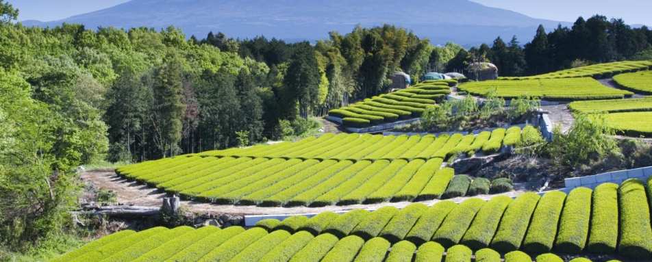 Green tea fields 