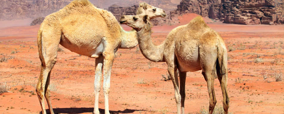 Wild Camels - Jordan and Oman