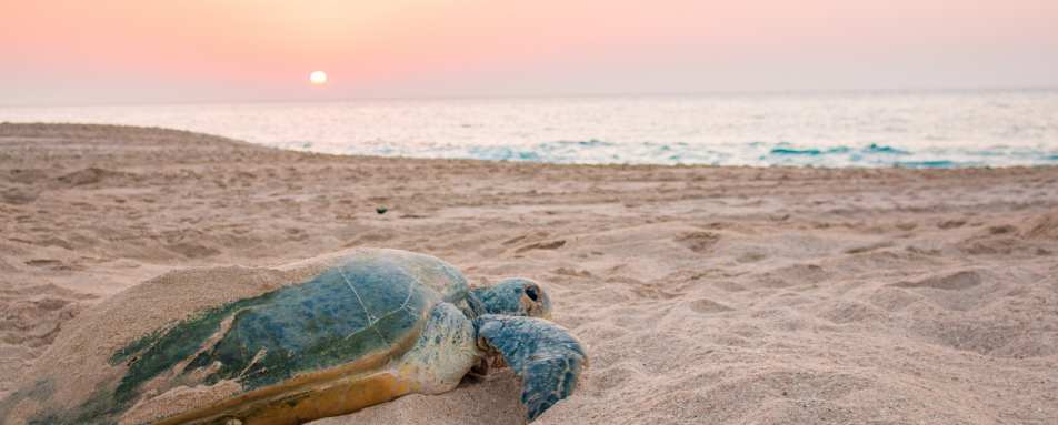 Turtle - Jordan and Oman