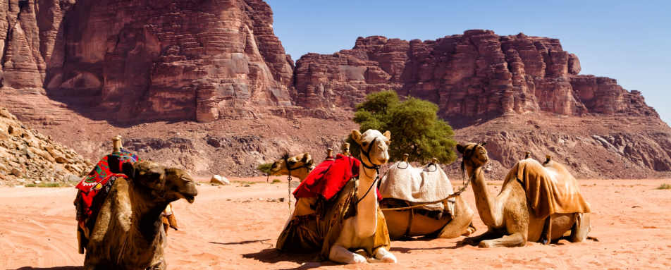 Camels in Wadi Rum - Family Adventure to Jordan