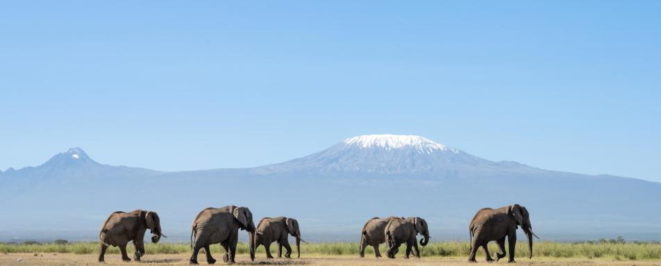 Elephants with Kili in background 