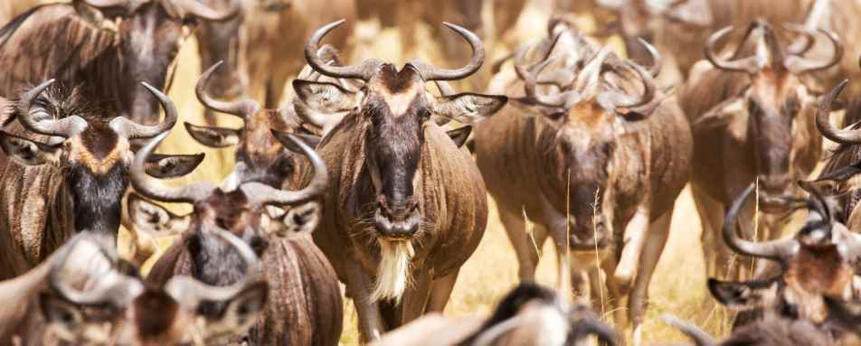 Wildebeest migration - Angama Mara
