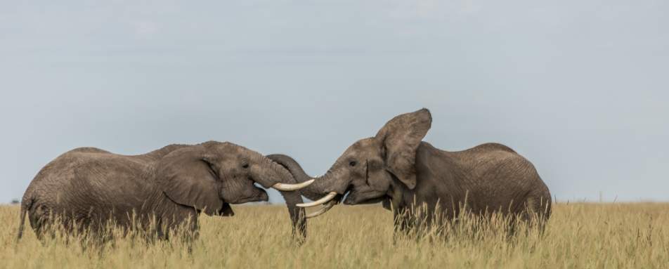 Elephant - Angama Mara