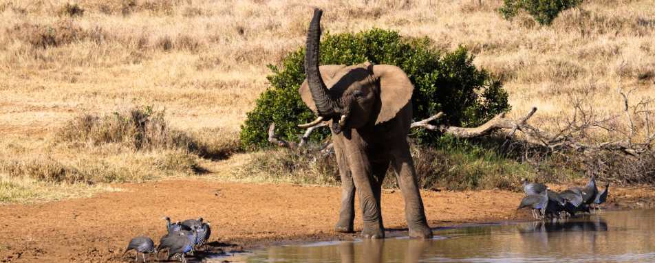 Elephant drinking at water - El Karama Eco Lodge