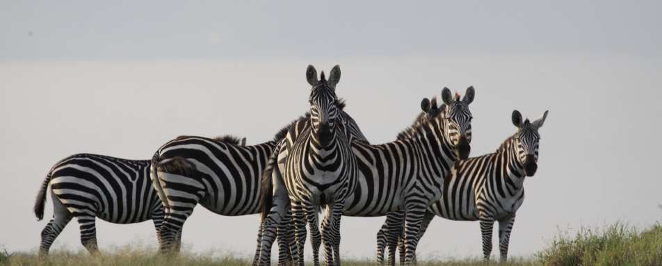 Zebra - El Karama Eco Lodge