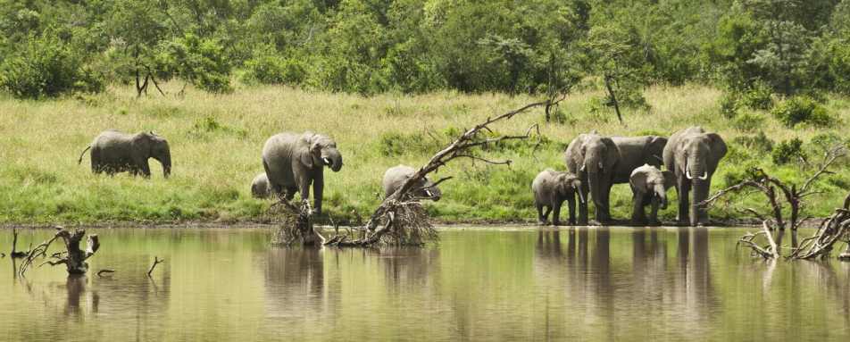 Elephants - Kicheche Laikipia
