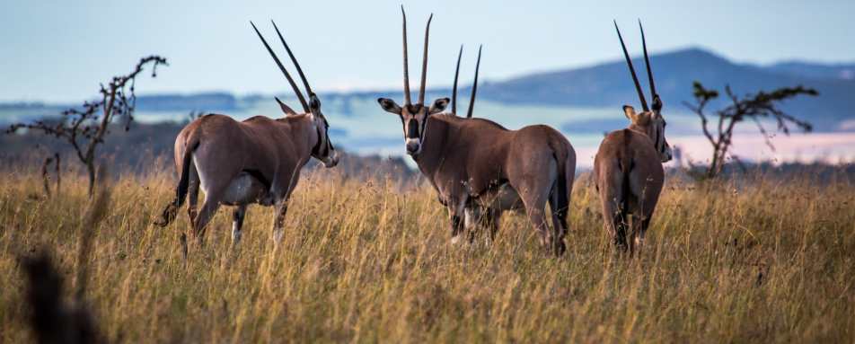 Gemsbok
