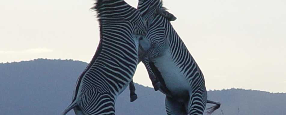Grevys Zebras - Lewa House