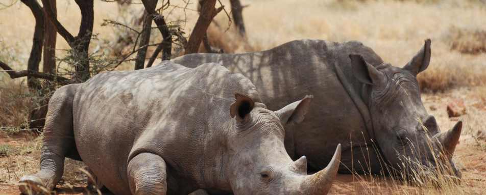 Lewa White Rhino - Lewa House