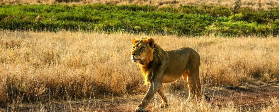 Male Lion - Lewa House