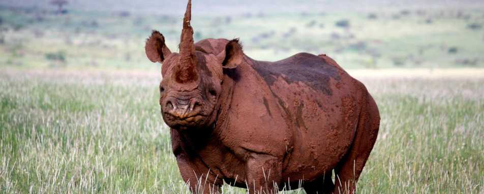 Black Rhino - Lewa House