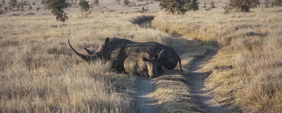White Rhino Cow and Calf - Lewa House