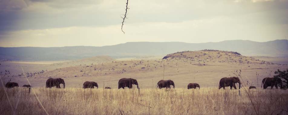 Elephant Breeding Herd - Lewa House 