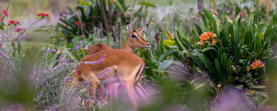 Impala in the garden