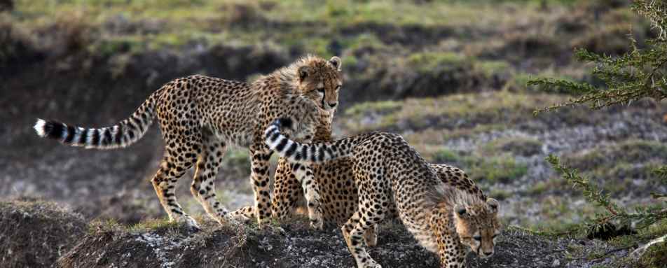 Cheetah cubs 