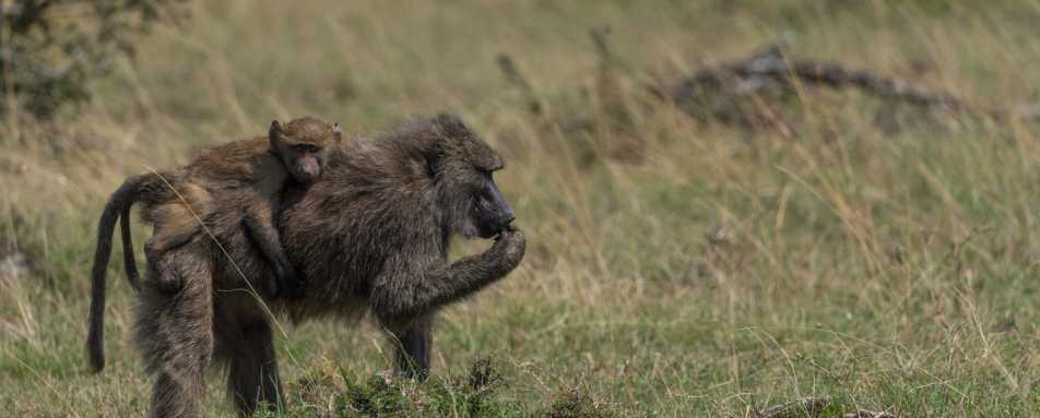 Baboons 