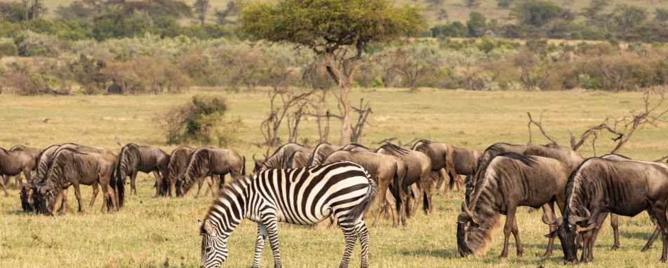 Wildebeest and zebra 