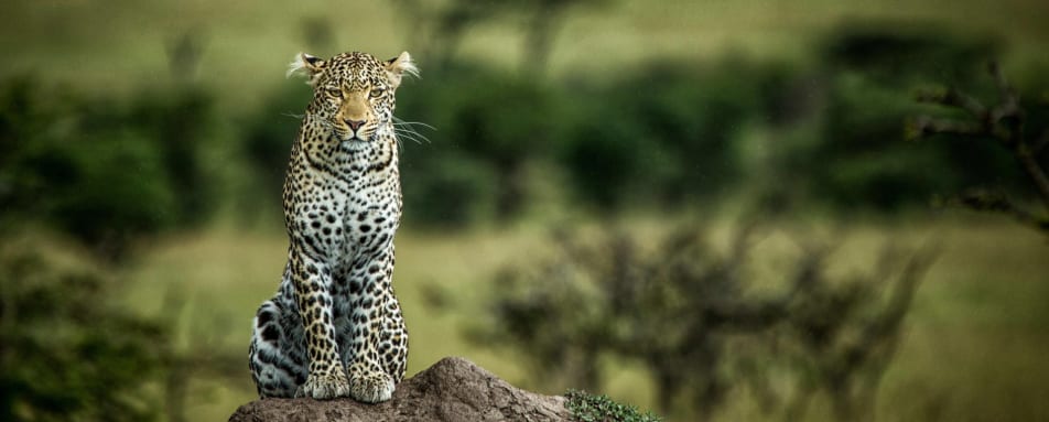 Lone Leopard  