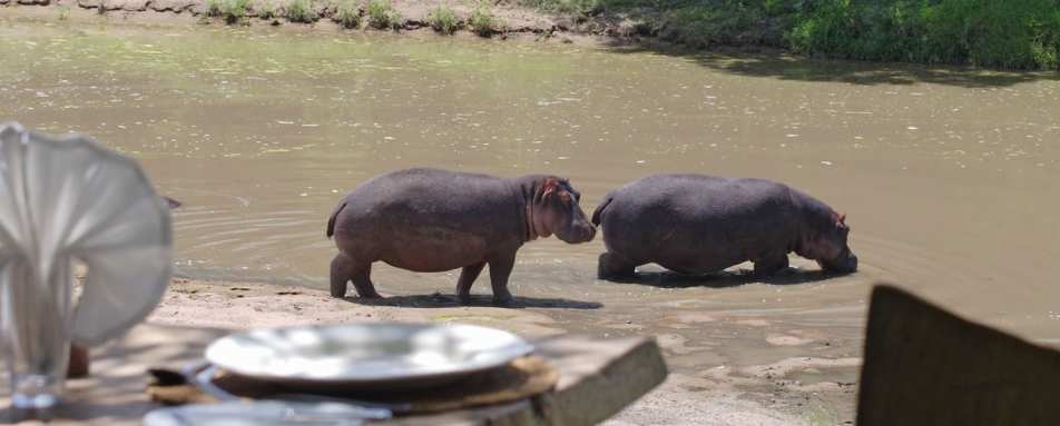 Hippos - Naibor
