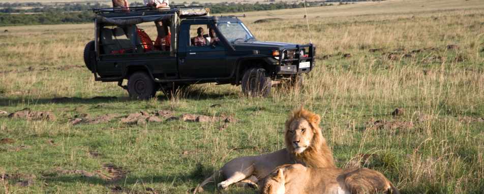 Lions - Offbeat Mara