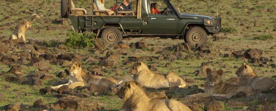 Pride of lion on a game drive - Offbeat Mara Camp