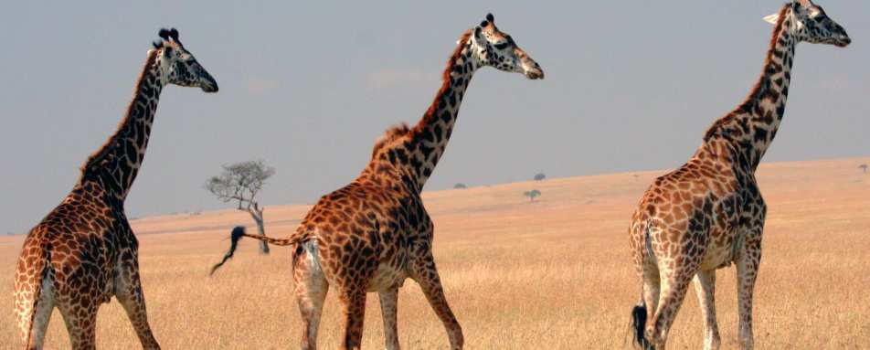 Masai giraffes on the plains - Offbeat Mara Camp