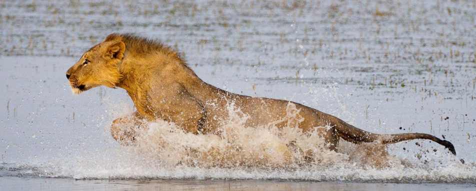 Lion - Ol Donyo Lodge