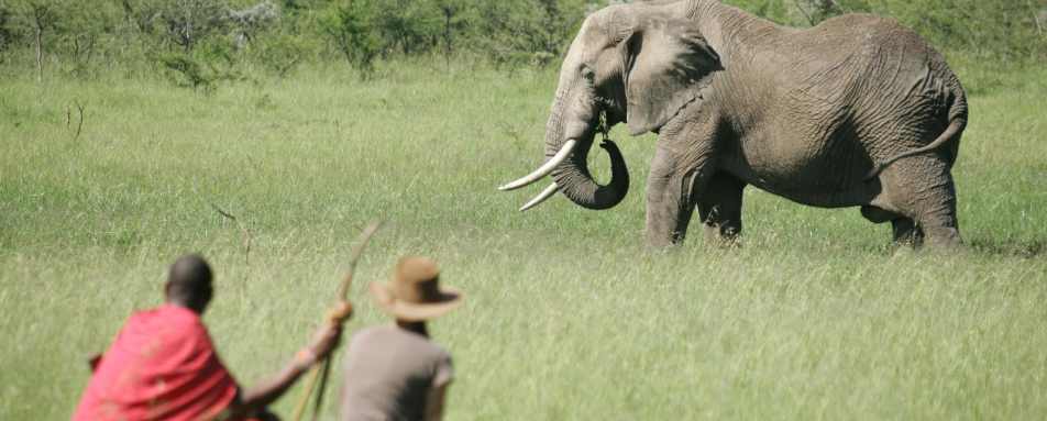 Walking with elephant's - Rekero Camp