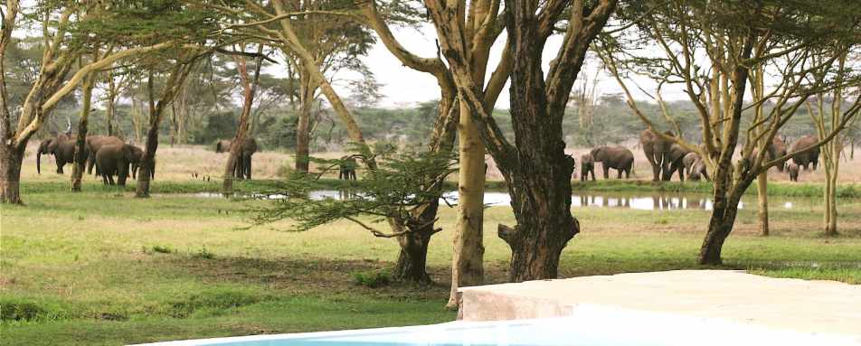 View from the pool - Sirikoi