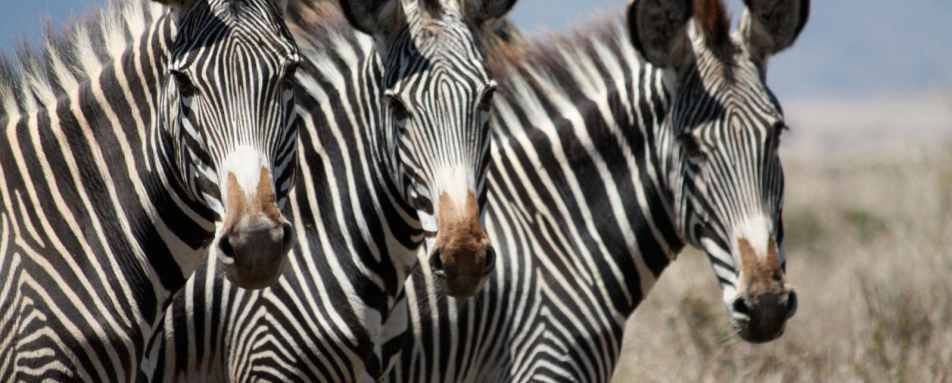 Grevvy's Zebra - Sirikoi
