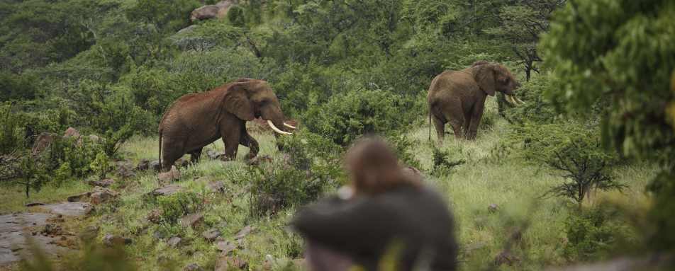Wildlife - The Sanctuary at Ol Lentille