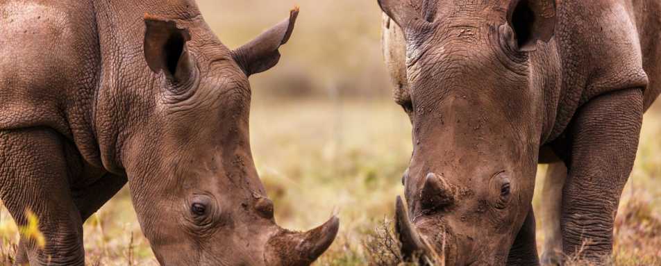 Laikipia rhinos - Highlights of East Africa