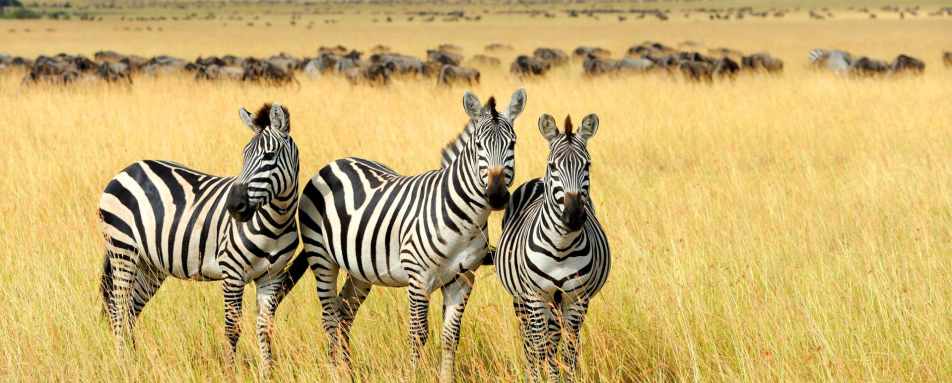 Zebra and wildebeest - Highlights of East Africa