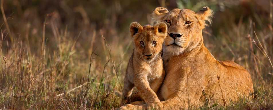 Lioness and cub - Highlights of East Africa