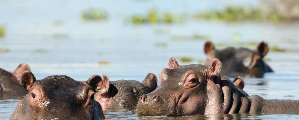 Hippos watching - Highlights of East Africa