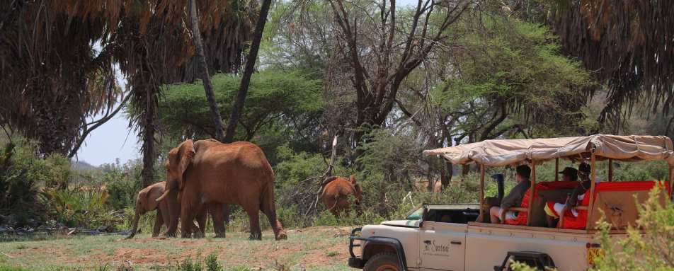 Game Drive, Samburu 